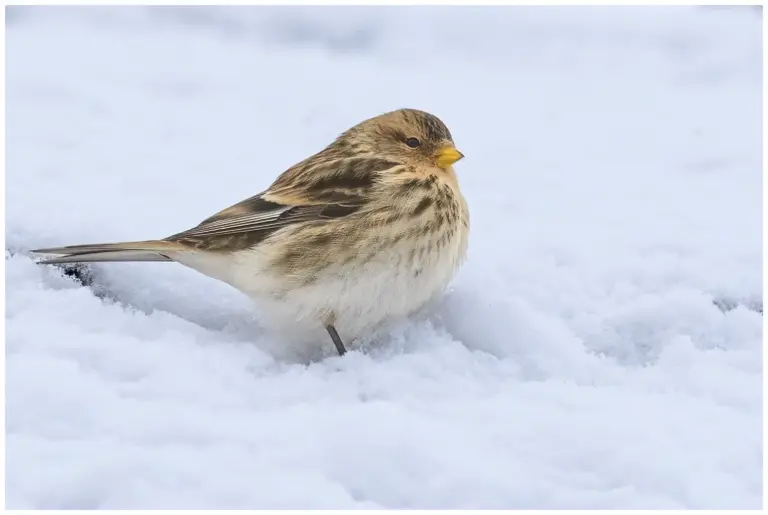 vinterhämpling - (twite) - i snö