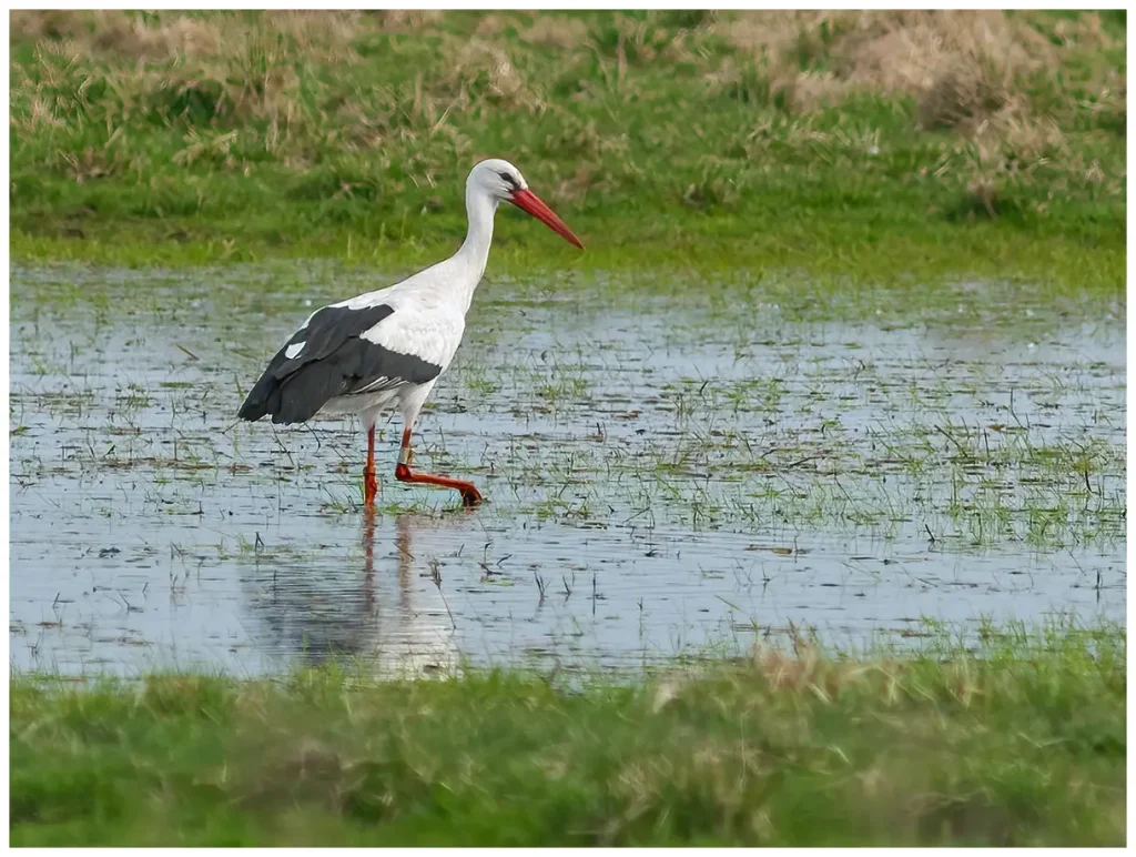 Vit Stork - White Stork - ringmärkt som går i en vattenpöl