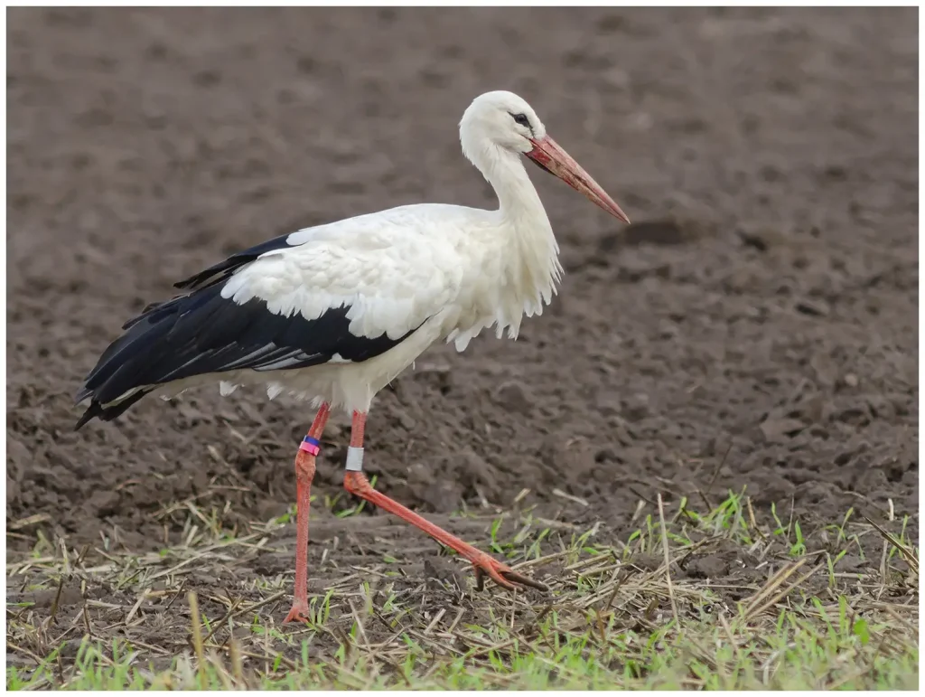 Vit Stork - White Stork - märkt som går i profil åt höger i bild