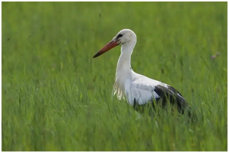 Vit Stork - White Stork - går i högt gräs i profil