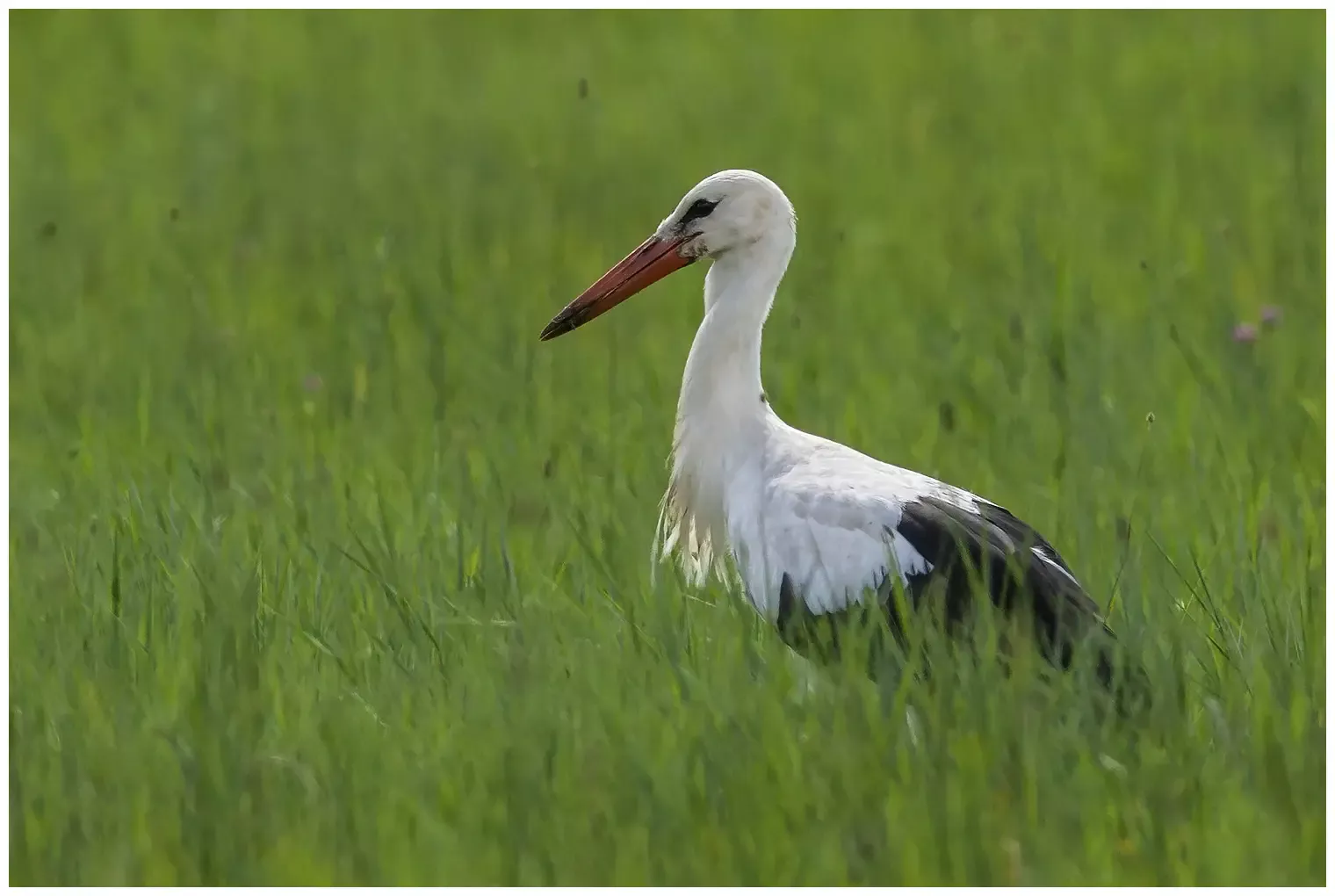 vit stork