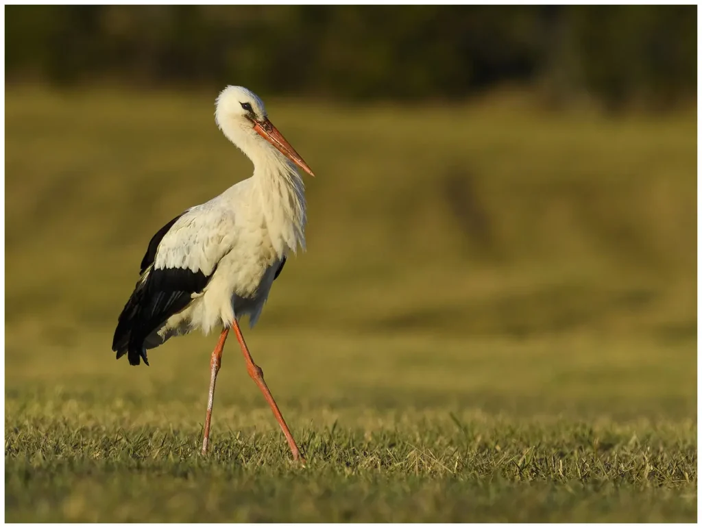 Vit Stork - White Stork - spatserar i profil på en åker