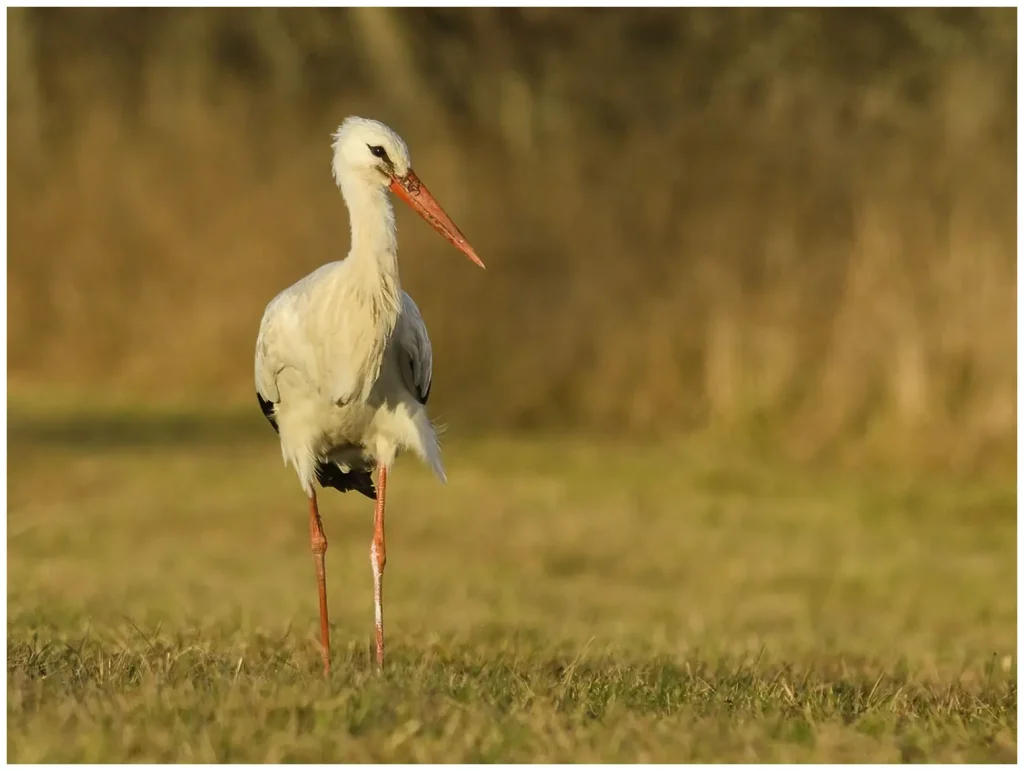 Vit Stork - White Stork - står på en åker och sneglar mot kameran