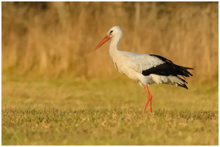 Vit Stork - White Stork - omärkt på en åker i varmt solljus