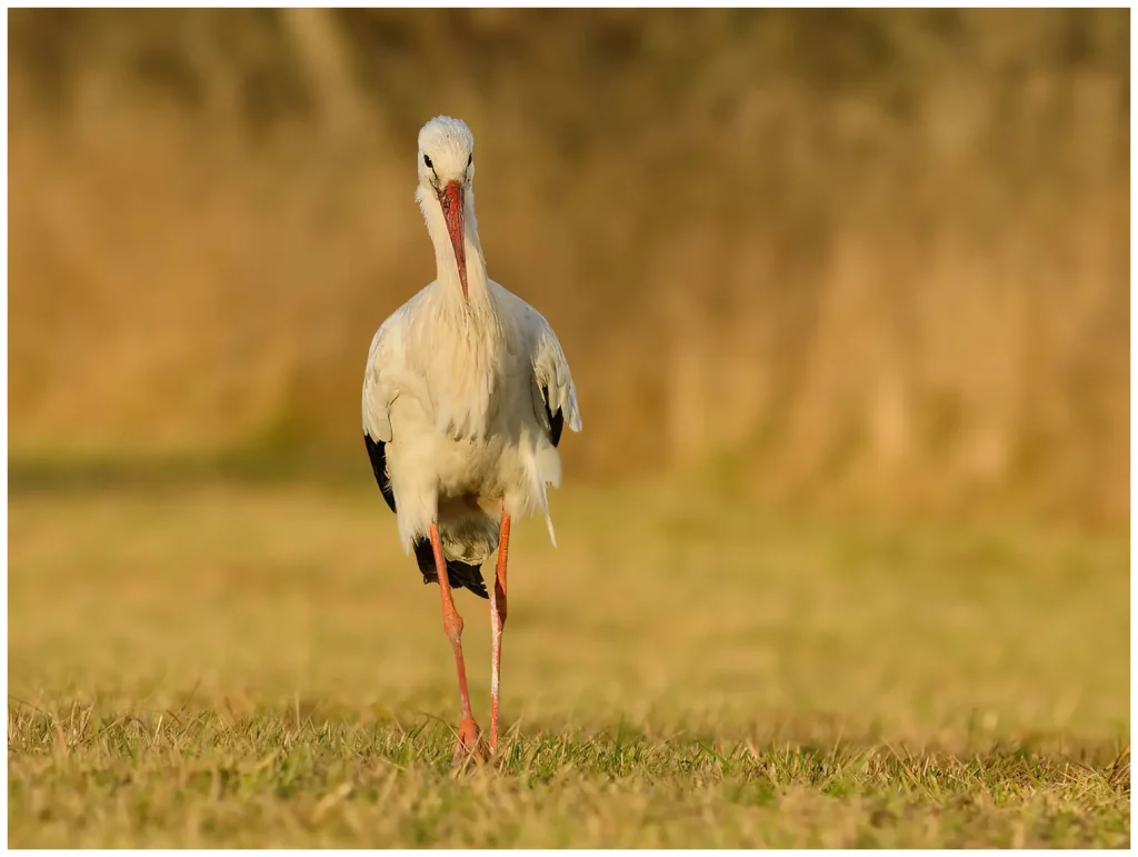 Vit Stork - White Stork - omärkt som går på en åker mot kameran