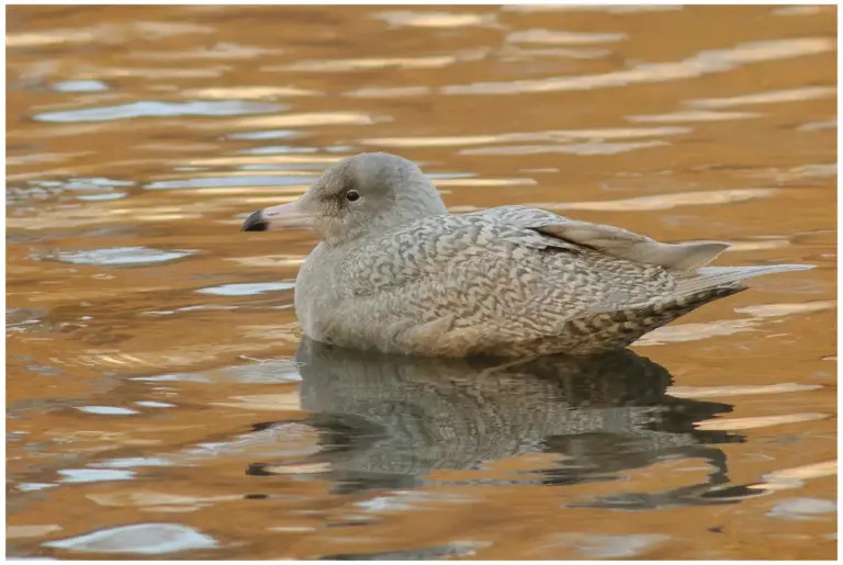 Vittrut - (Glaucous Gull)