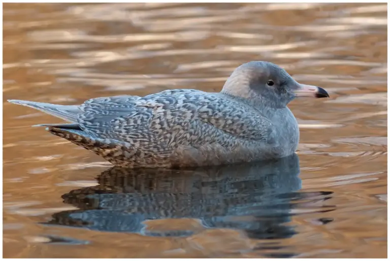 Vittrut - (Glaucous Gull)