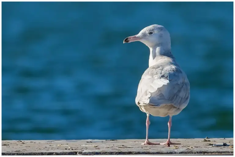 Vittrut - (Glaucous Gull) - 2k fågel