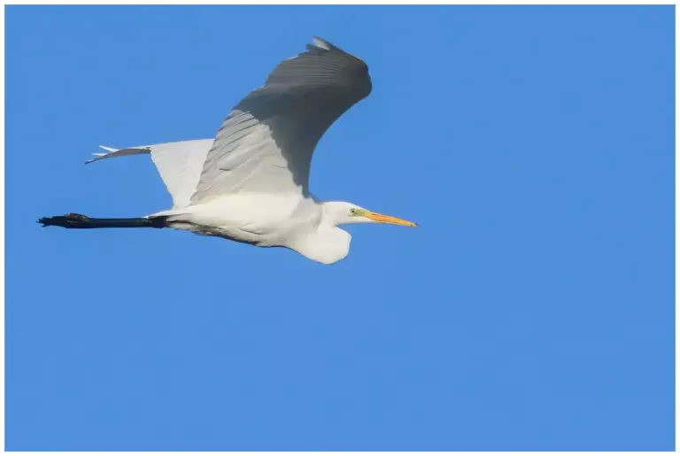Ägretthäger Great white Heron flyger nära mot blå himmel