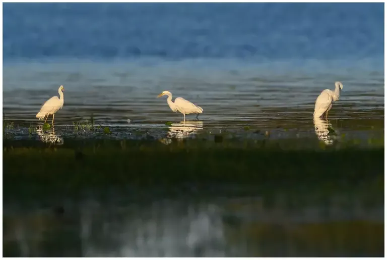 Ägretthäger Great white Heron 3 stycken som står i vattnet en tidig morgon