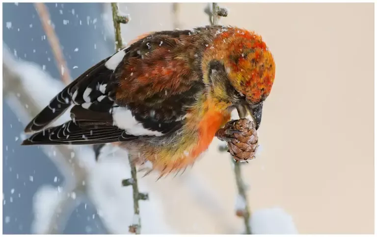 Bändelkorsnäbb - (Two-barred Crossbill) i snö äter från lärkträd
