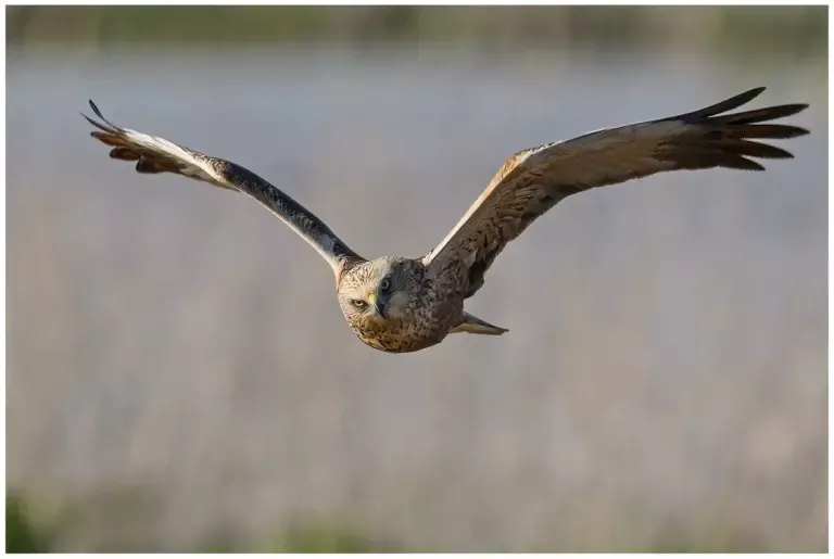 Brun Kärrhök - (Western Marsh Harrier)