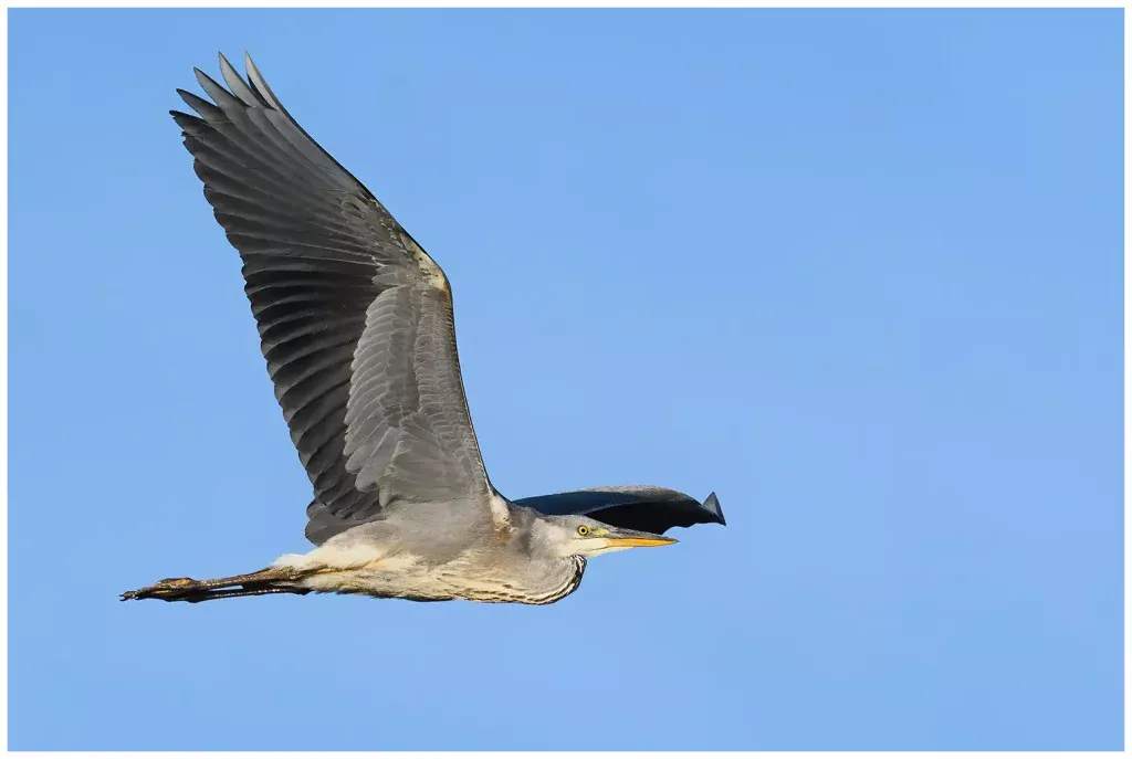 gråhäger - (Grey Heron) - flyger