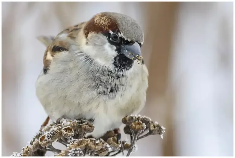 Gråsparv - (House Sparrow)