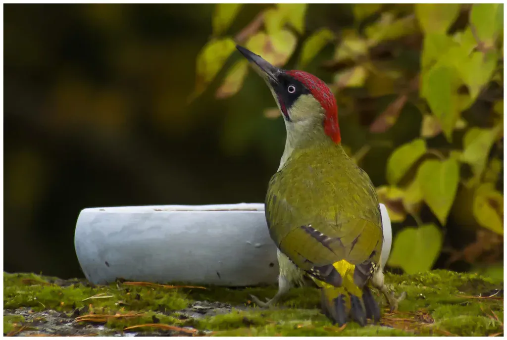 Gröngöling - Green Woodpecker - en hane på marken vid en vit skål