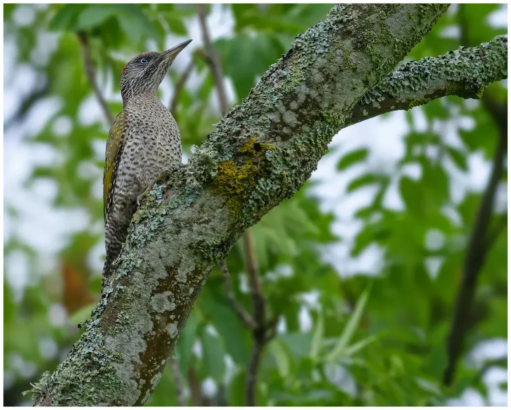 Gröngöling - Green Woodpecker - ungfågel på en trädstam