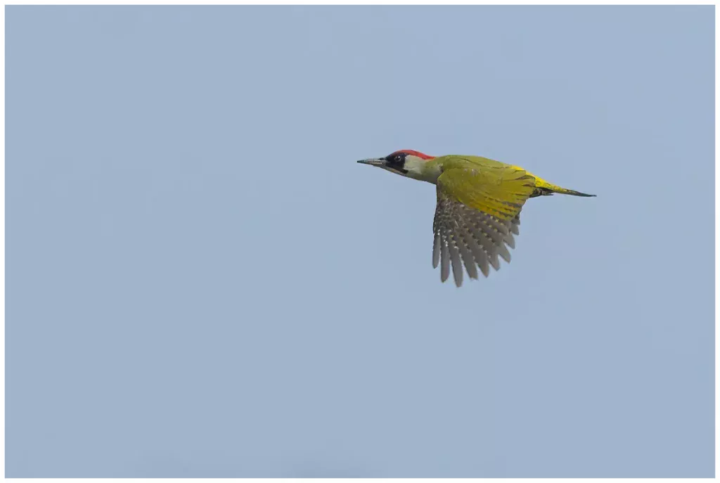 Gröngöling - Green Woodpecker - hane flyger mot gråblå himmel