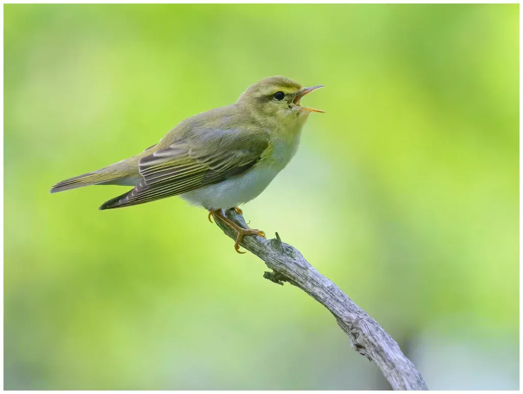 Grönsångare - Wood Warbler - sjungande på en torr gren