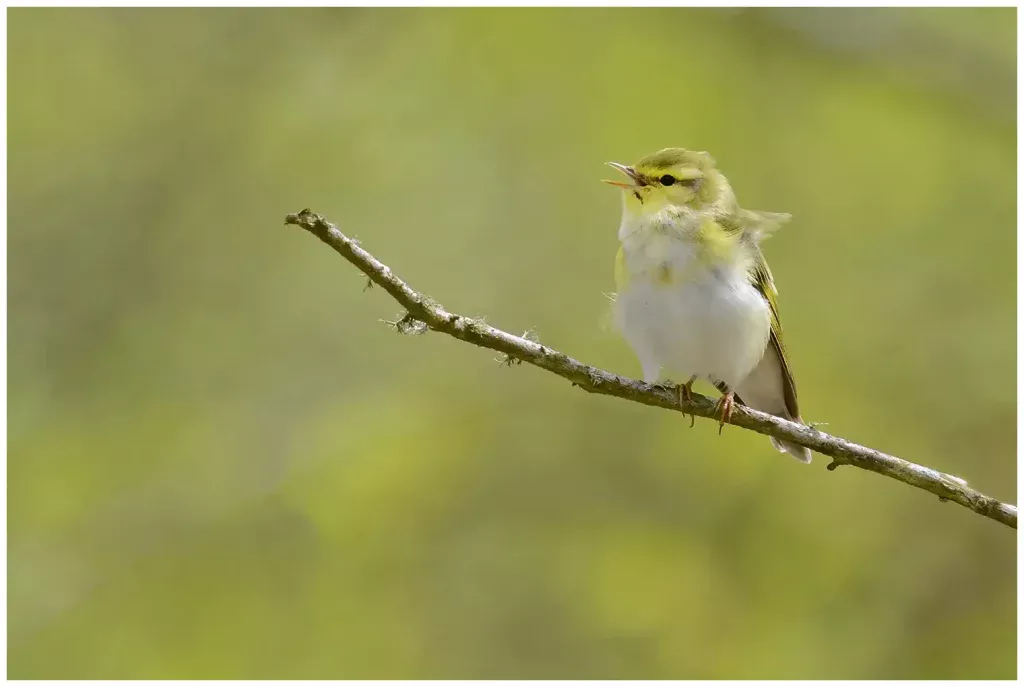 Grönsångare - Wood Warbler - sjungande från en gren mot gröngul bakgrund