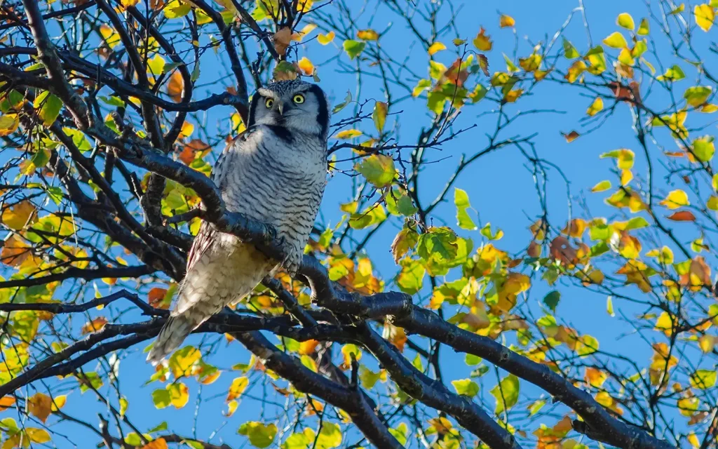 Hökuggla Northern Hawk Owl i ett träd med höst färgade löv