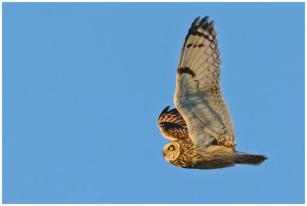 Jorduggla - Short-eared Owl flyger en kväll mot varmt soljus