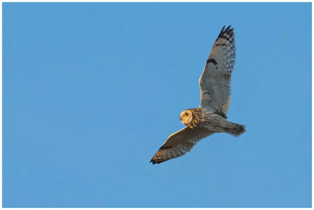 Jorduggla - Short-eared Owl flyger mot klarblå himmel