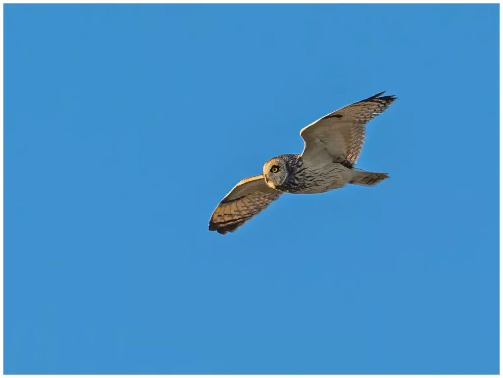 Jorduggla - Short-eared Owl flyger lite lätt nedåt en klar kväll
