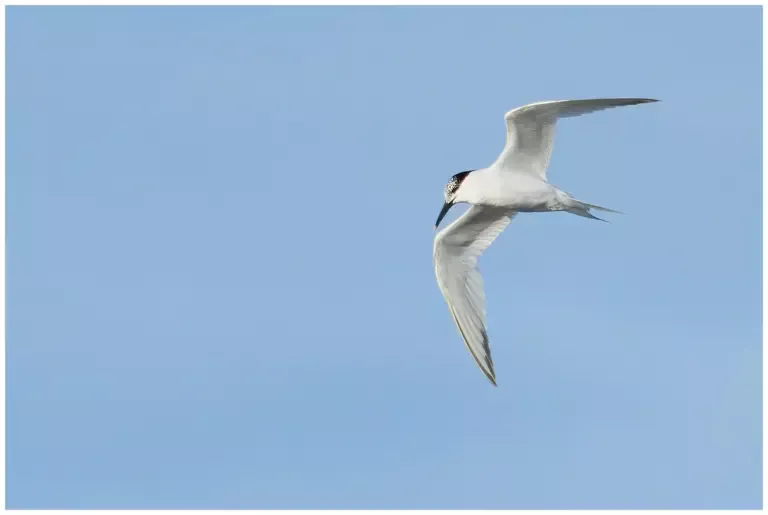 Kentsk Tärna - (Sandwich Tern)