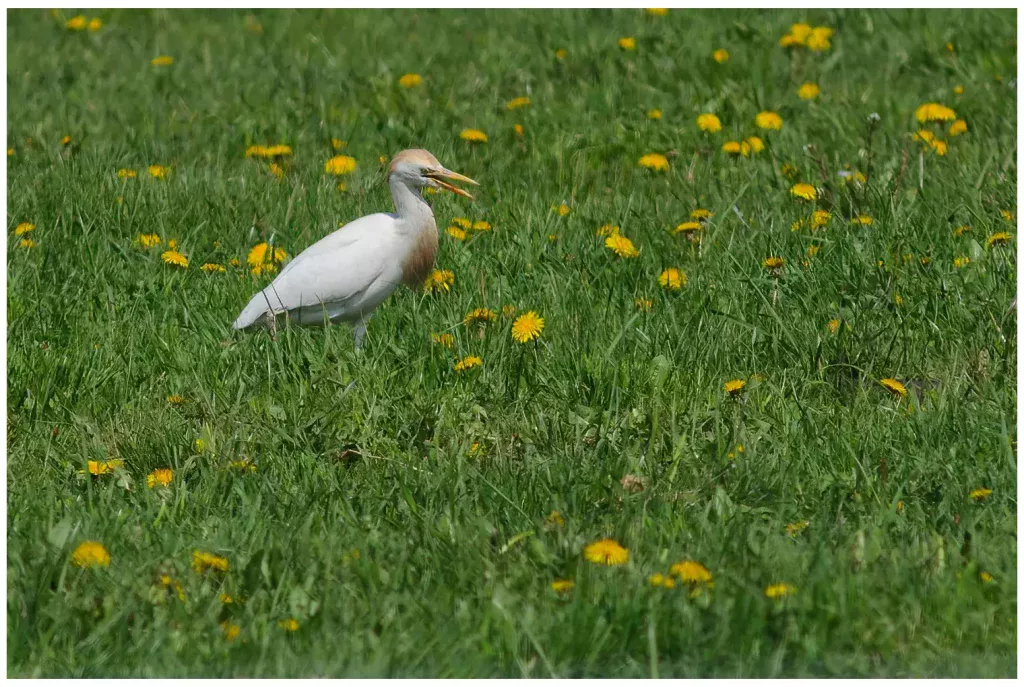 Kohäger - (Cattle Egret)