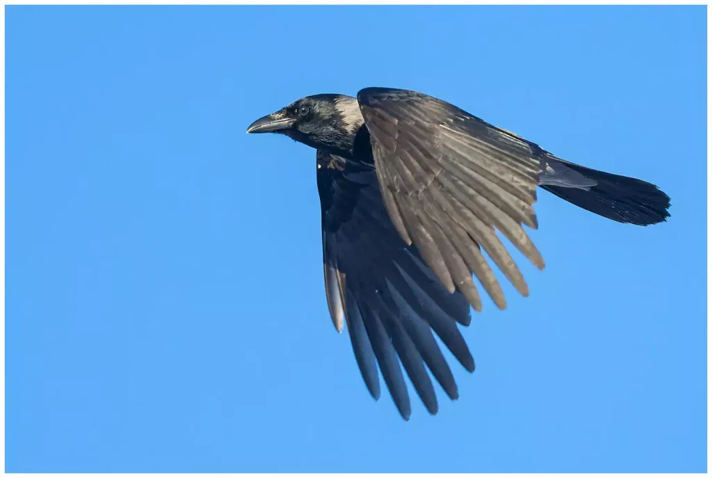 Kråka - (Carrion Crow)