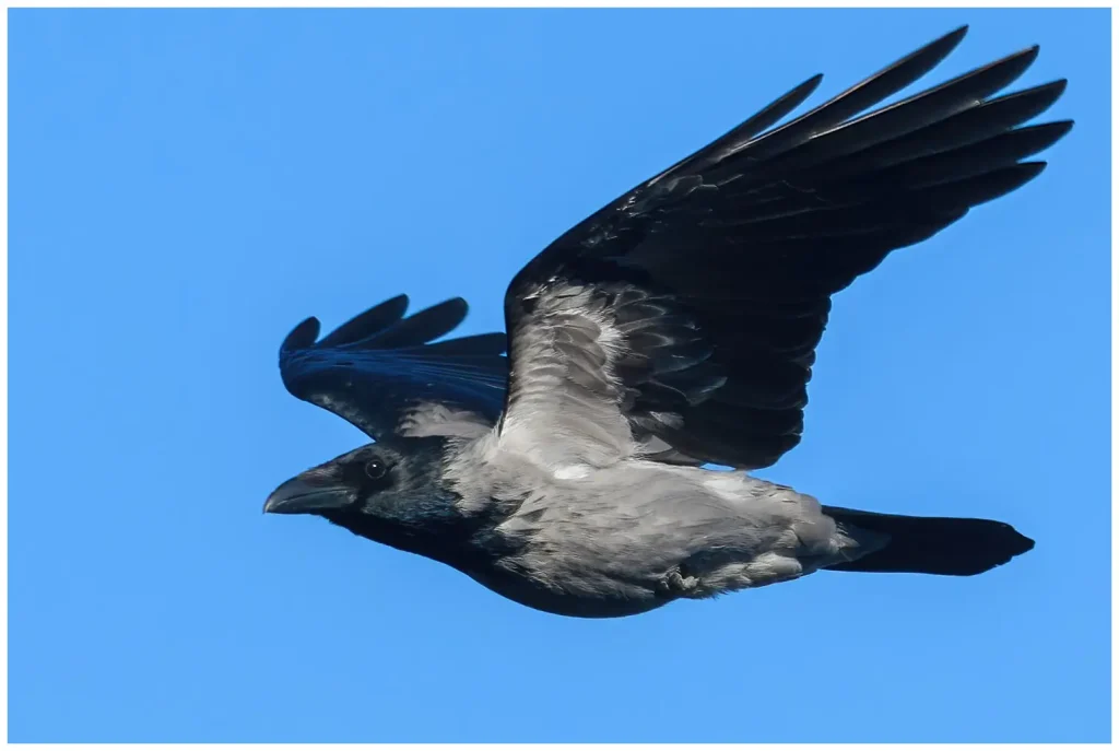 Kråka - (Carrion Crow) - flygande