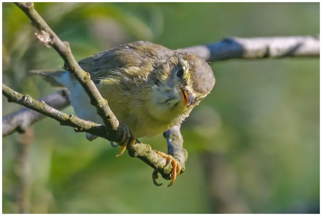 Lövsångare - (Willow Warbler) - ungfågel