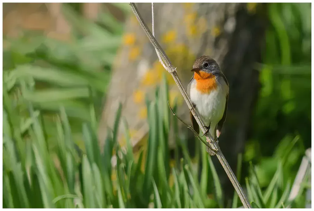 Mindre Flugsnappare - (Red-breasted Flycatcher) - hane som sitter på en liten tunn gren