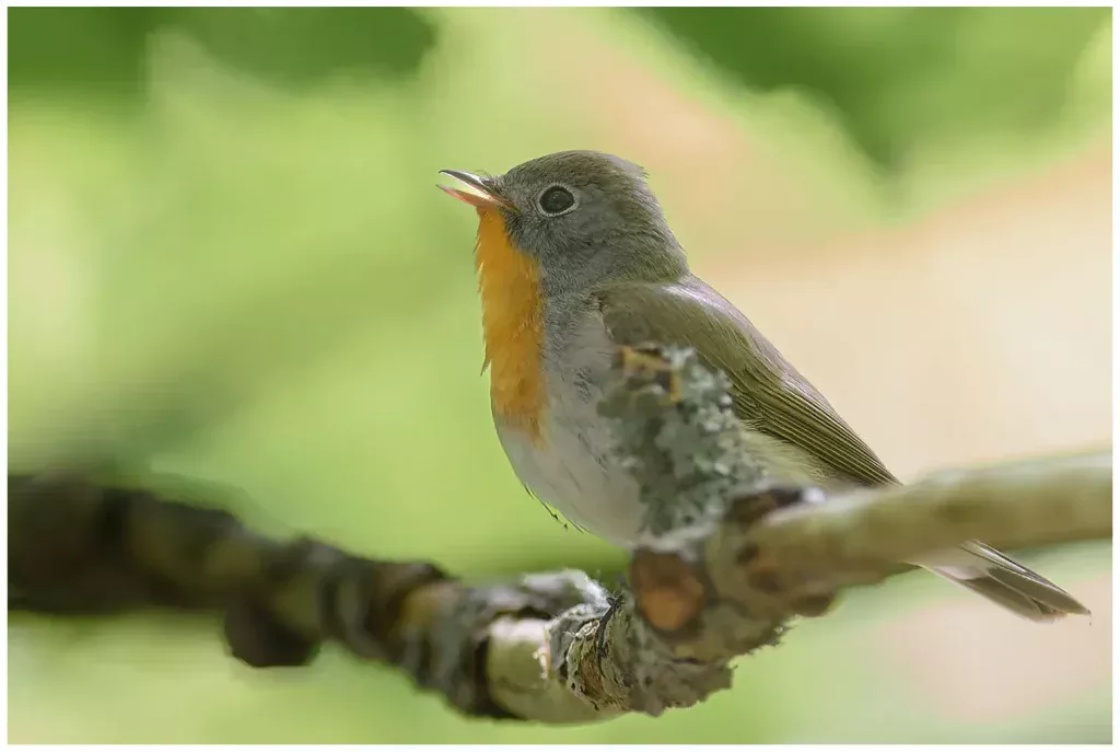 Mindre Flugsnappare - (Red-breasted Flycatcher) - hane sjunger från en gren och ses i profil