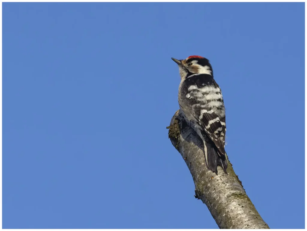 Mindre Hackspett - (Lesser Spotted Woodpecker) - hanne