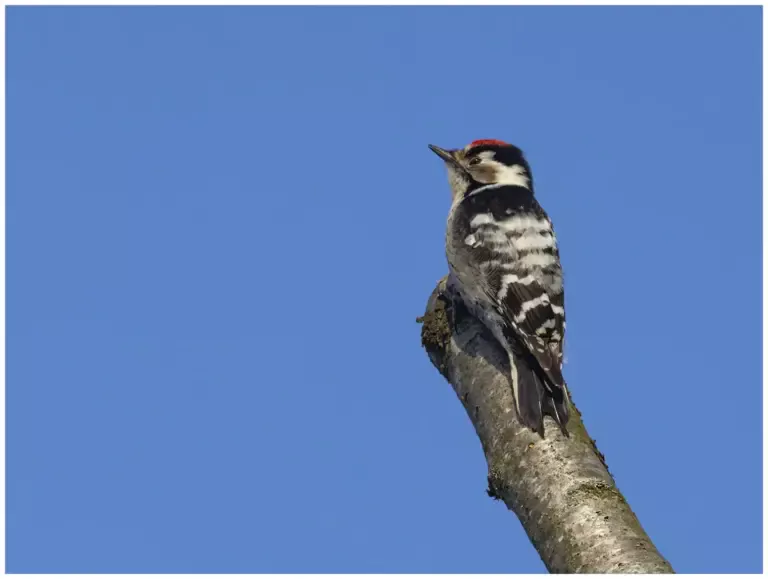 Mindre Hackspett - (Lesser Spotted Woodpecker) - hanne