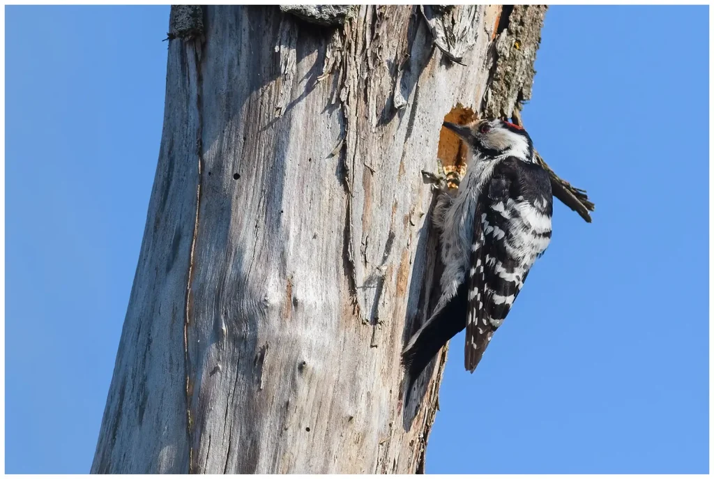 Mindre Hackspett - (Lesser Spotted Woodpecker)