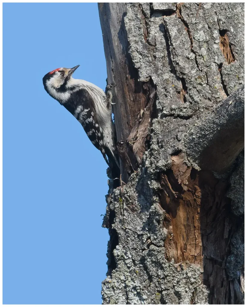 Mindre Hackspett - (Lesser Spotted Woodpecker)