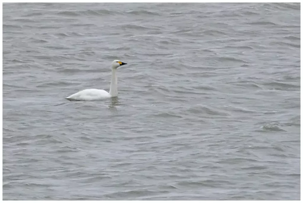 Mindre Sångsvan - Tundra Swan simmar i vattnet en mulen höstdag