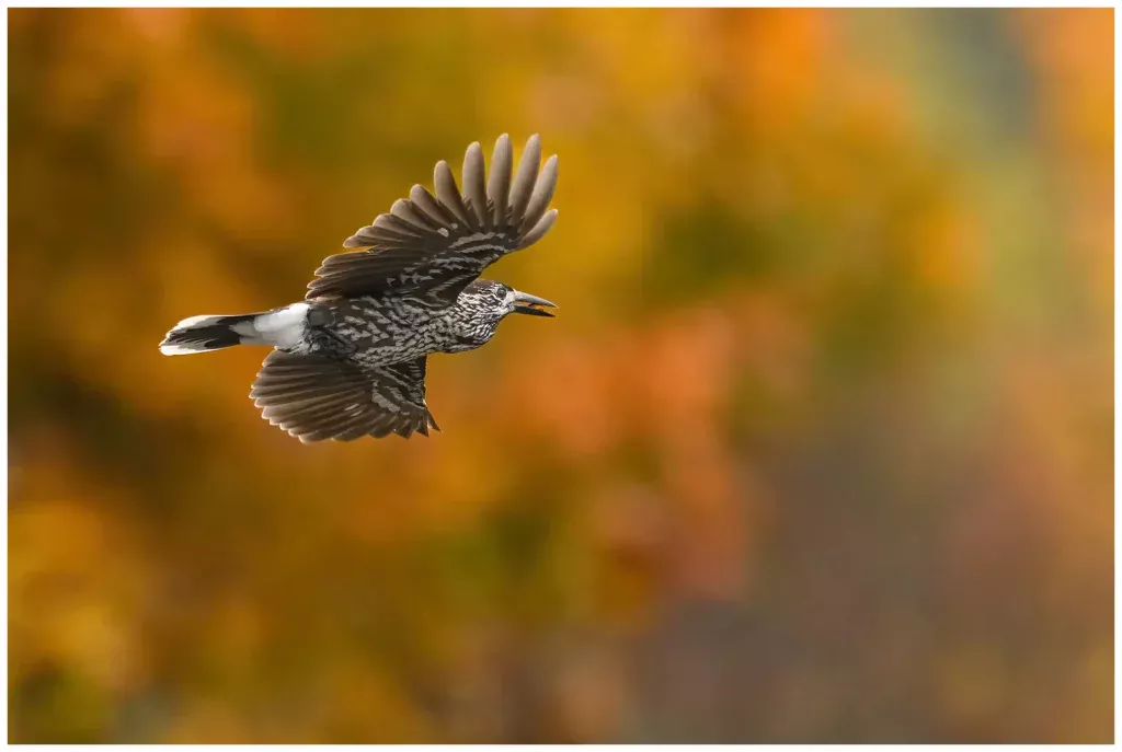 nötkråka - (spotted - nutcracker) - flygandes