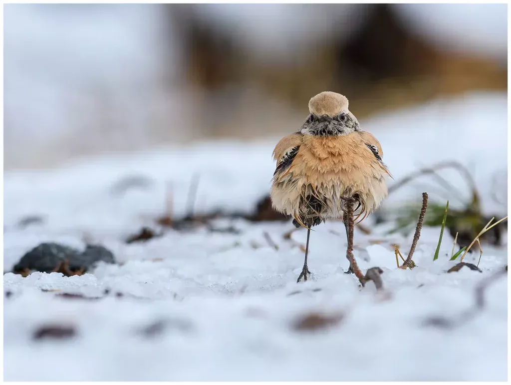 Ökenstenskvätta - (Desert Wheatear) hane 1k i snö väder