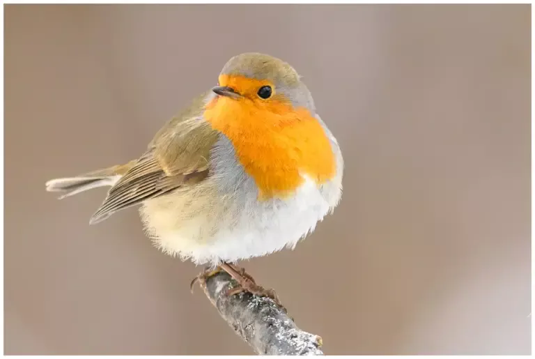Rödhake - (European Robin)