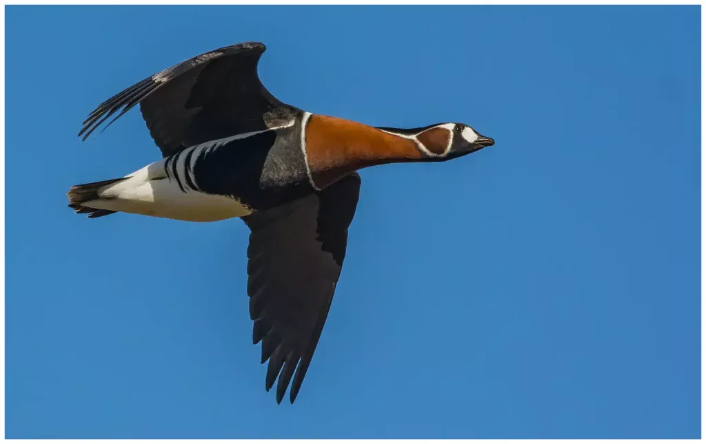 Rödhalsad Gås - Red-breated Goose flyger i profil mot klarblå himmel