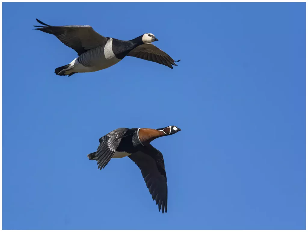 Rödhalsad Gås - Red-breated Goose flyger med vitkindad gås