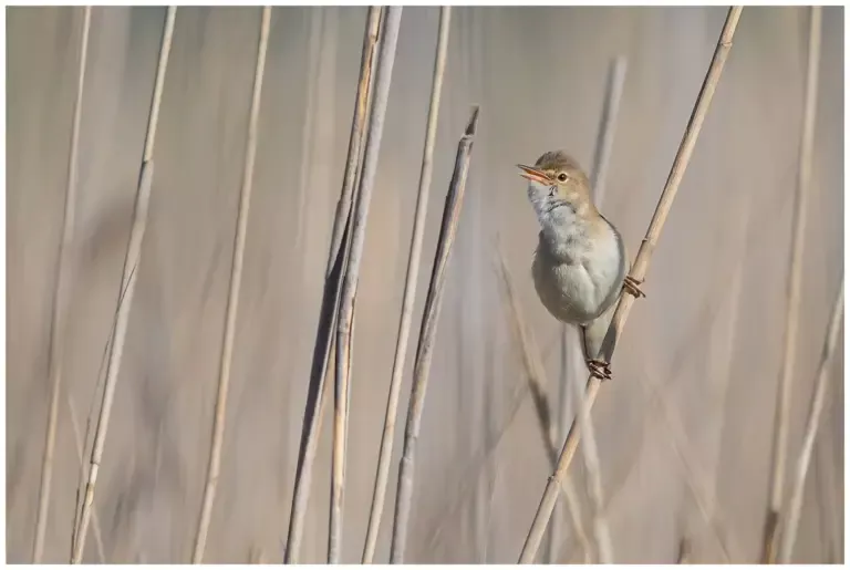 Rörsångare - European Reed Warbler - sitter fint på ett vasstrå och sjunger, näbben öppen