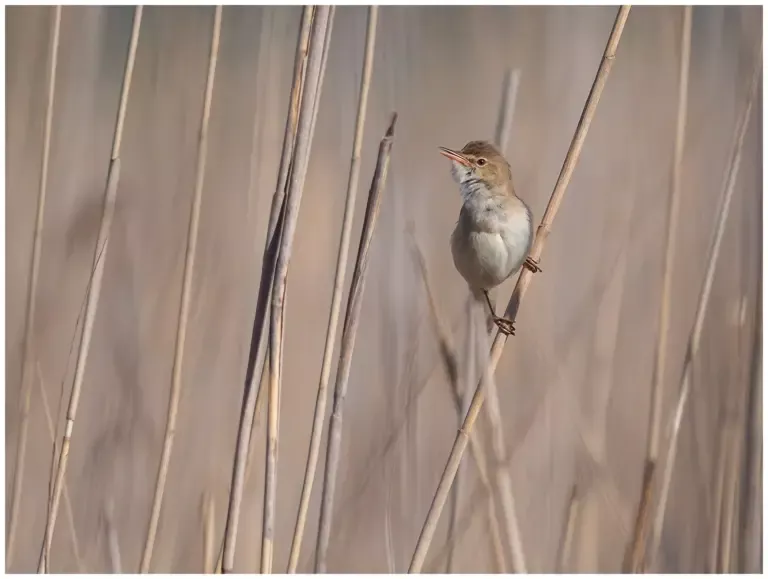 Rörsångare - European Reed Warbler - sjunger i vassen en tidig morgon