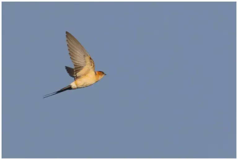Rostgumpsvala - (Red-rumped Swallow) flyger