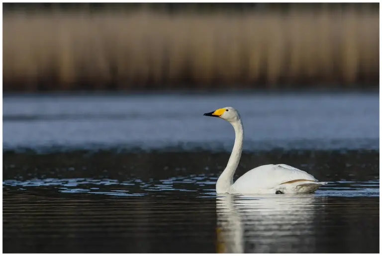Sångsvan - Whooper Swan - i profil i en damm där den simmar