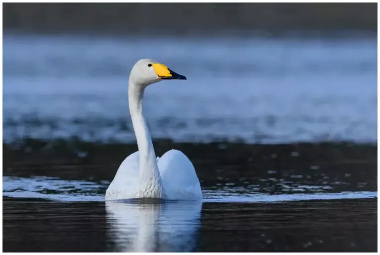 Sångsvan - Whooper Swan - simmar mot kameran