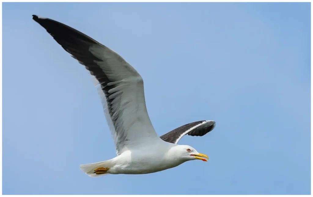 Silltrut - Lesser Black-backed Gull - flyger förbi nära mot en blå himmel